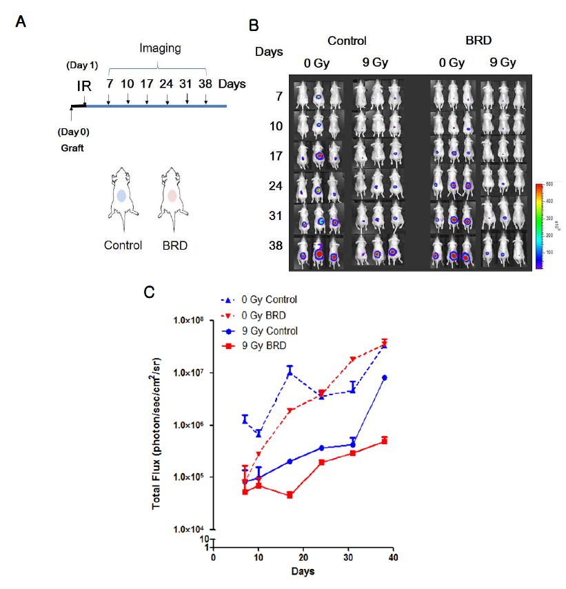 in vivo 마우스 모델링을 통한 BRG1-BRD HT29-luc 세포의 방사선 민감도 평가. control: pMX 대조군벡터, BRD: pMX-BRG1-BRD.