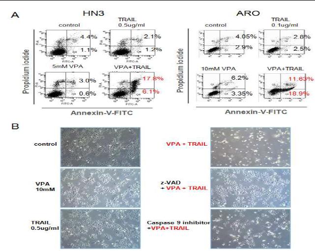 (A) HN3, ARO 세포주에서 TRAIL과 VPA 병합처리의 세포사멸을 Annexin-V-PI 염색하여 측정. HN3 세포주 에서 pancaspase inhibitor (z-VAD) 또는 caspase 9 inhibitor을 1시간 전처리하고, VPA 10mM 과 TRAIL 0.5ug/ml, 세포 사멸 을 광학현미경으로 관찰.