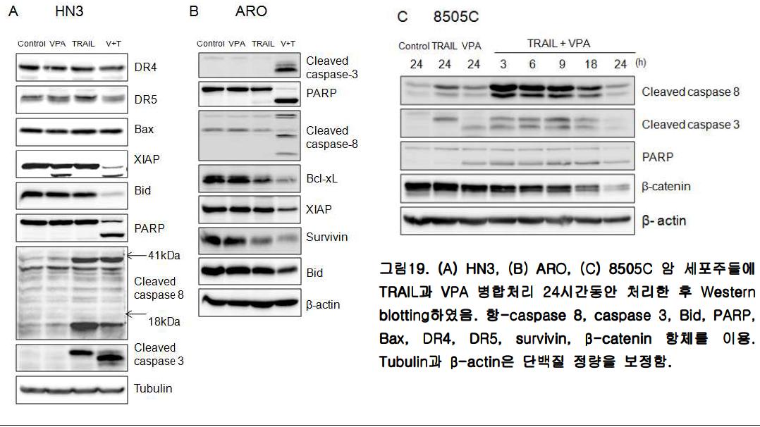(A) HN3, (B) ARO, (C) 8505C 암 세포주들에 TRAIL과 VPA 병합처리 24시간동안 처리한 후 Western blotting하였음. 항-caspase 8, caspase 3, Bid, PARP, Bax, DR4, DR5, survivin, β-catenin 항체를 이용. Tubulin과 β-actin은 단백질 정량을 보정함.