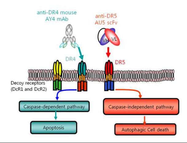 암세포에 발현되어 있는 DR4, DR5에 결 합하여 세포 사멸을 유도하는 항체와 그 메커니 즘을 도식화한 그림.