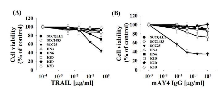 두경부암 세포주에서TRAIL 또는 mAY4 IgG의 세포사멸능 평가