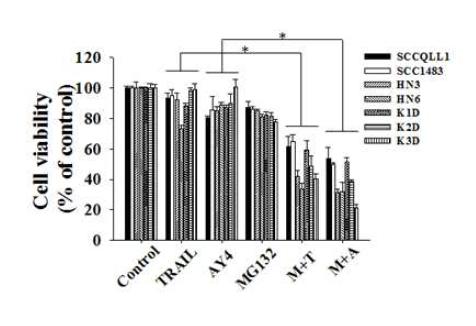 Proteasome inhibitor인 MG132와 TRAIL 또는mAY4 IgG 병합처리 효과 평가.