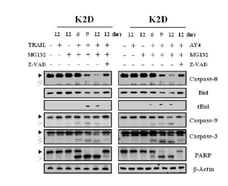 MG132/TRAIL 또는 MG132/mAY4 IgG에 의한 세포사멸 기작을 알아보기 위한 western blotting 결과.