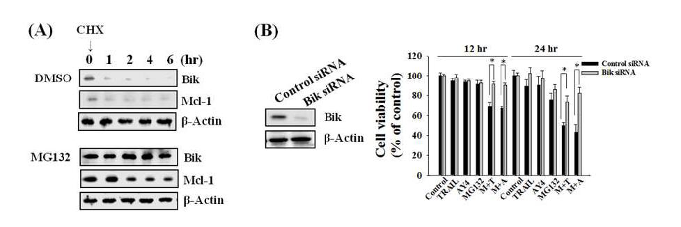 MG132에 의한 Bik, Mcl-1의 stability 증가 확인 및 증가된 Bik이 세포사멸 기작에 미치는 효과 확인.