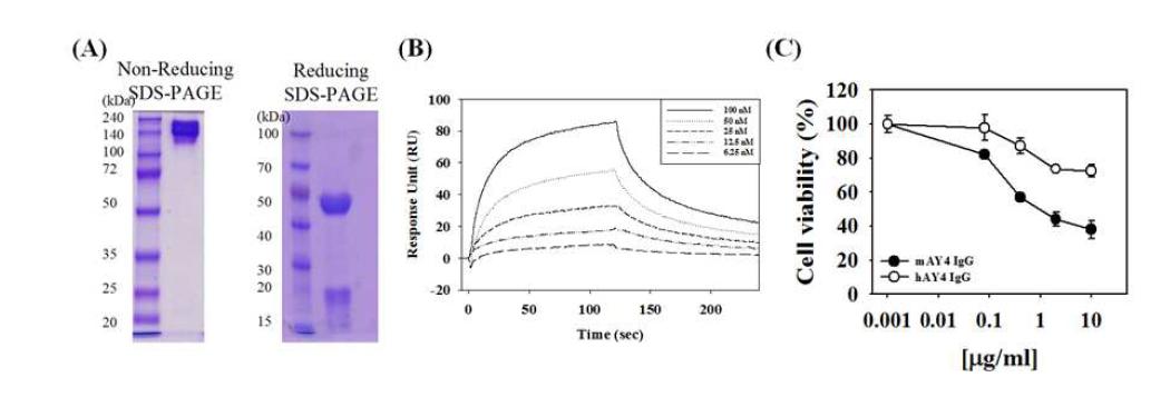 항-DR4 hAY4 IgG의 발현 및 정제, 생화학적․생물학적 동정