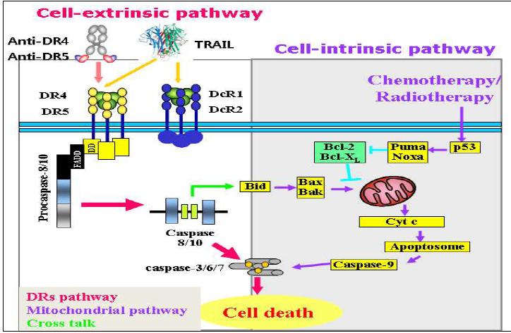 DR4 또는 DR5에 TRAIL 또는 agonistic mAb가 결합한 후, apoptosis가 일어나는 extrinsic, intrinsic pathways을 도식적으로 나타낸 그림.