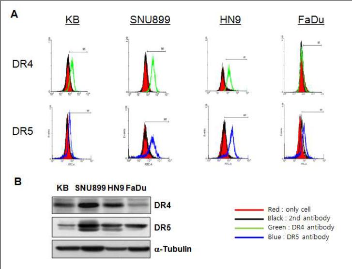 (A) KB, SNU899, HN9, FaDu 세포주 cell surface의 DR4, DR5 receptor 발현을 FACS 통해 분석. (B) Western blotting 분석을 통해 네 가지 암세포주의 DR4, DR5 receptor 발현을 비교함.