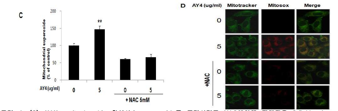 (C) AY4는 mitochondria 활성산소 superoxide를 증가시키고 NAC에의해 저해됨을 2.5uM mitosoxstaining 후 FACS로 관찰. (D) Mitotracker로 mitochondria를 green염색하고 mitosox Red를 염색하여 overlay 됨을 confocal microscope 관찰.