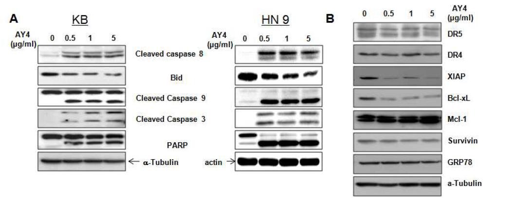 KB 와 HN9 세포주 에서 AY4를 처리하여 apoptotic 세포 사멸 단백질들의 증가와 항-apoptotic 단백질의 감소 확인