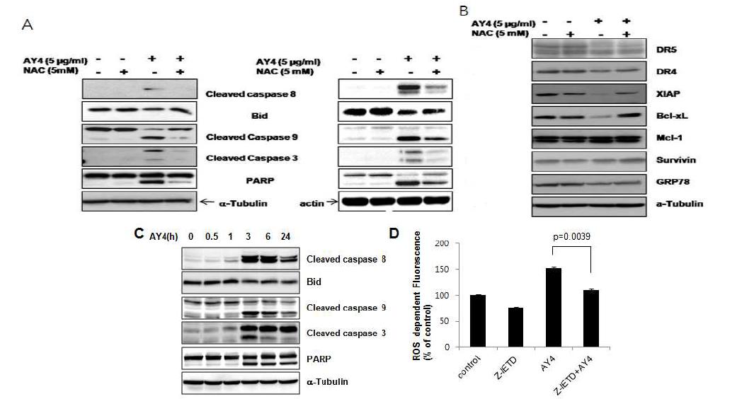 활성산소 저해제 (NAC)를 전처리 한 후 KB 와 HN9 세포주 에서 AY4를 처리하여 (A)세포 사멸 단백질 감소 와 (B) anti- apoptotic 단백질들의 변화 western blotting 관찰 (C) KB세포주에 AY4를 시간별로 처리하 여 apoptotic signaling변화 관찰 (D)caspase 8 저해제 (z-IETD) 전 처리시 ROS 저해 효과 FACS로 관찰