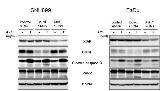 SNU899와 FaDu 세포주에 Bcl-xL 또는 XIAP siRNA를 transfection한 후 AY4를 처리 Western blotting을 통해 cleaved caspase 3, PARP 관찰