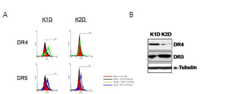 K1D, K2D 항-DR4 항체를 이용하여 AY4 target 수용체 DR4 발현여부 확인