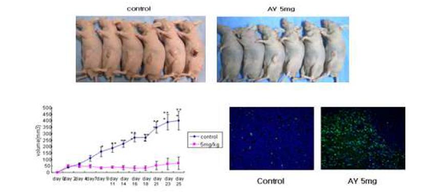 두경부암 세포주인 HN9를 면역결핍 nude mouse에 투여하여 xenograft 모델을 만들고, 대조군에 대해 AY 5mg/kg 을처리한 치료군에서의 종양의 변화를 날짜별로 차이를 확인하고, 최종일의 종양의 무게를 측정하여 비교한 결과 통계적으로 유의하게 처리군에서 종양의 부피와 무게가 감소하는 것을 확인할 수 있어, 두경부 암에서 AY4의 치료가능성을 확인할 수 있 었음.