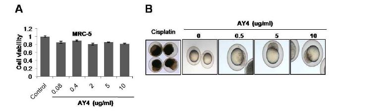 (A)정상섬유세포 MRC-5와 (B) in vivo zebrafish model을 이용하여 AY4 대한 독성 검사 시행.