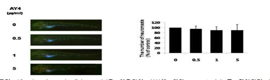 in vivo zebrafish model을 이용하여 AY4에 의한 neurotoxicity를 확인하기 위해 zebrafish의neuromast의 소실 및 변형을 측정한 결과로 AY4의 농도 증가에도 neuromast의 수가 감소하지 않는 것을 보여주는 결과로 신경학적 독성이 없는 것으로 나타남