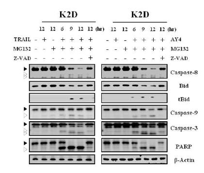 MG132/TRAIL 또는 MG132/mAY4 IgG에 의한세포사멸 기작을 알아보기 위한 western blotting 결과