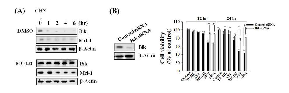 MG132에 의한 Bik, Mcl-1의 stability 증가 확인 및 증가된 Bik이 세포사멸 기작에미치는 효과 확인.