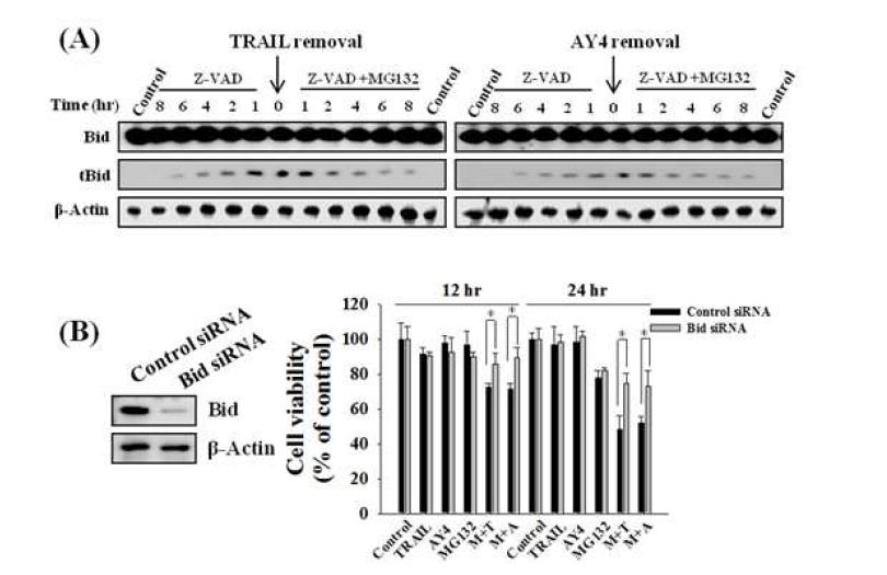 MG132에 의한 tBid의 stabilization을 확인하기 위한 western blotting