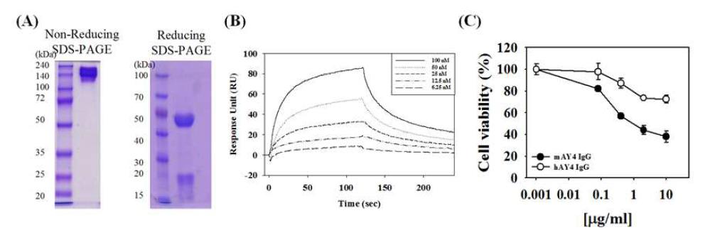 항-DR4 hAY4 IgG의 발현 및 정제, 생화학적․생물학적 동정.