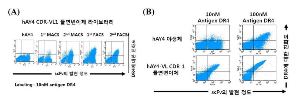 항-DR4 항체인 hAY4 scFv의 친화도 개량.