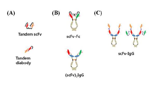 일반적인 bispecific 및multivalent 항체의 형태들을 나타낸 그림