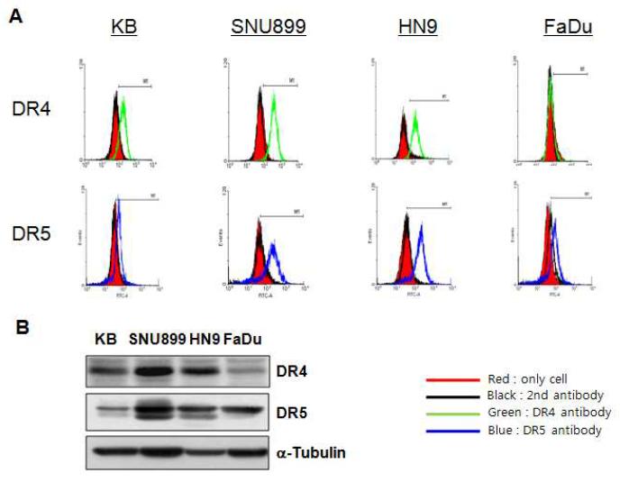 (A) KB, SNU899, HN9, FaDu 세포주 cell surface의 DR4, DR5 receptor 발현을 FACS 통해 분석. (B) Western blotting 분석을 통해 네 가지 암세포주의 DR4, DR5 receptor 발현을 비교함.