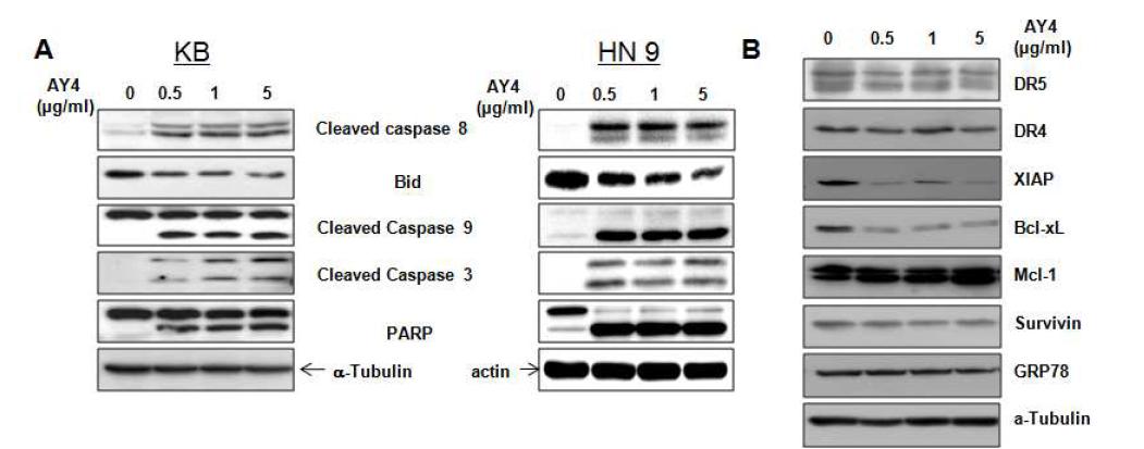 KB 와 HN9 세포주 에서 AY4를 처리하여 apoptotic 세포 사멸 단백질들의 증가와 항-apoptotic 단백질의 감소 확인