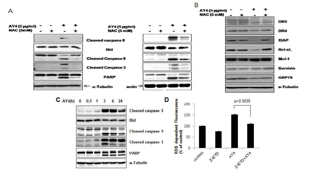 활성산소 저해제 (NAC)를 전처리 한 후 KB 와 HN9 세포주 에서 AY4를 처리하여 (A)세포 사멸 단백질감소 와 (B) anti- apoptotic 단백질들의 변화 western blotting 관찰 (C) KB세포주에 AY4를 시간별로 처리하여 apoptotic signaling변화 관찰 (D)caspase 8 저해제 (z-IETD) 전 처리시 ROS 저해 효과 FACS로 관찰