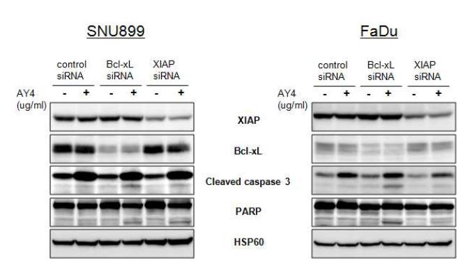 SNU899와 FaDu 세포주에 Bcl-xL 또는 XIAP siRNA를 transfection한 후 AY4를 처리 Western blotting을 통해 cleaved caspase 3, PARP 관찰