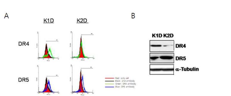 K1D, K2D 항-DR4 항체를 이용하여 AY4 target 수용체 DR4 발현여부 확인