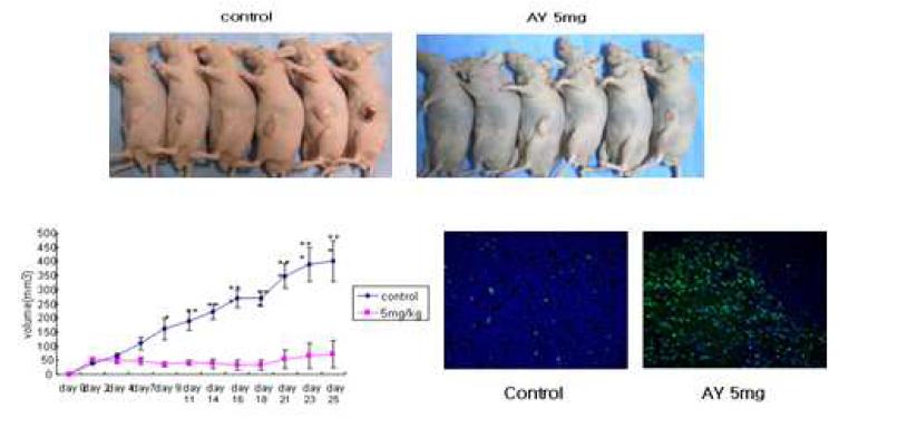 두경부암 세포주인 HN9를 면역결핍 nude mouse에 투여하여 xenograft 모델을 만들고, 대조군에 대해 AY 5mg/kg 을처리한 치료군에서의 종양의 변화를 날짜별로 차이를 확인하고, 최종일의 종양의 무게를 측정하여 비교한 결과 통계적으로 유의하게 처리군에서 종양의 부피와 무게가 감소하는 것을 확인할 수 있어, 두경부 암에서 AY4의 치료가능성을 확인할 수 있 었음.