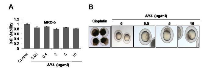 (A)정상섬유세포 MRC-5와 (B) in vivo zebrafish model을 이용하여 AY4 대한 독성 검사 시행.
