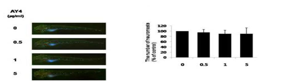 in vivo zebrafish model을 이용하여 AY4에 의한 neurotoxicity를 확인하기 위해 zebrafish의neuromast의 소실 및 변형을 측정한 결과로 AY4의 농도 증가에도 neuromast의 수가 감소하지 않는 것을 보여 주는 결과로 신경학적 독성이 없는 것으로 나타남