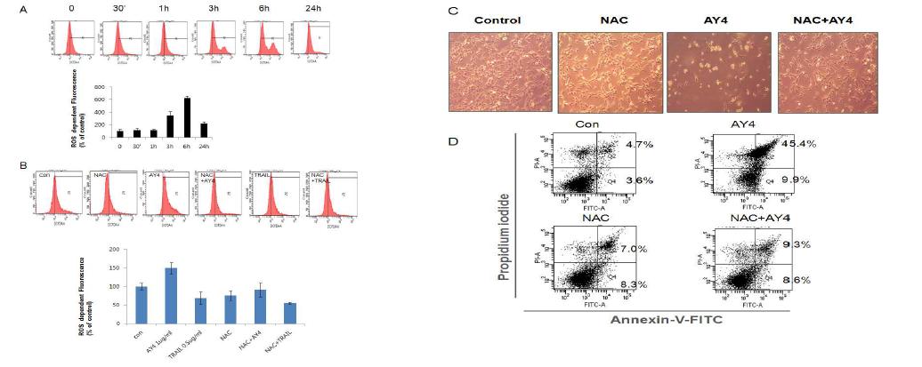 (A) AY4 처리는 세포내 시간별 ROS를 증가시키고 (B) NAC에의해 저해됨을 DCFDA staining 후FACS로 관찰. (C) NAC (antioxidant)을 전처리 한 곳에서 cell death의 감소 광학현미경으로 관찰 (D) (C)를 Annexin-PI 염색하여 세포사멸을 정량적 관찰