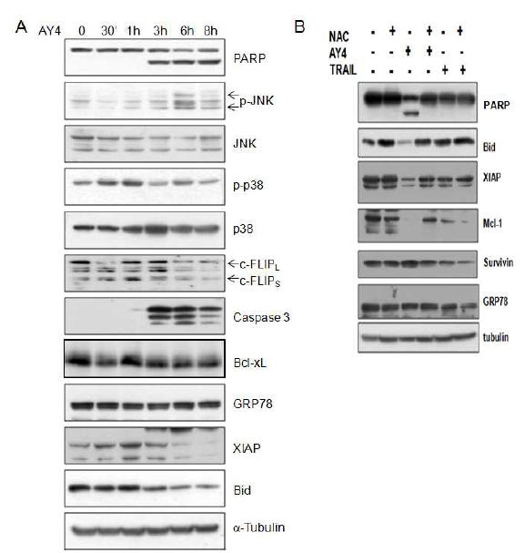 (A) U-HTH7 세포주에서 AY4를 시간별 처리하여 apoptotic 세포 사멸 단백질들의 증가와 항-apoptotic 단백질의 감소 확인했음. (B) U-HTH7 세포주에 NAC을 1시간 전처리 한 후 AY4를 처리한 후 PARP, Bid, XIAP, Mcl-1, survivin, GRP78항체를 이용하여 Western blotting 수행