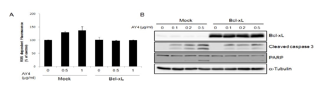 (A) Bcl-xL 과발현 U-HTH7 세포주 제작하여 AY4를 농도별 처리하여 ROS를 FACS로 측정 (B) Bcl-xL 과발현 U-HTH7 세포주에 AY4를 농도별 처리한 후 PARP, cleaved caspase 3를 이용하여 Western blotting 수행