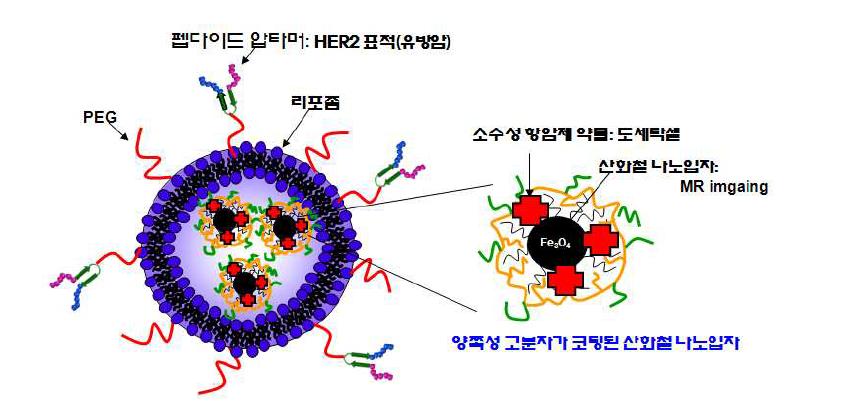 항암제(도세탁셀)가 선적된 유방암 표적지향 펩타이드 압타머가 결합된 자성나노리포좀