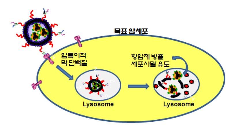 자성나노리포좀의 암 표적지향 진단 및 치료 원리