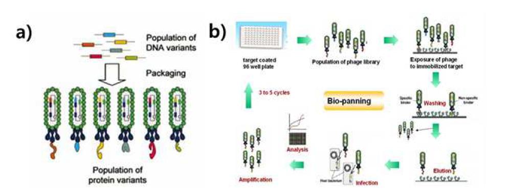 a) phage 라이브러리 b) Biopanning 개념도