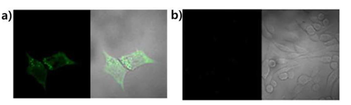 Confocal 이미지