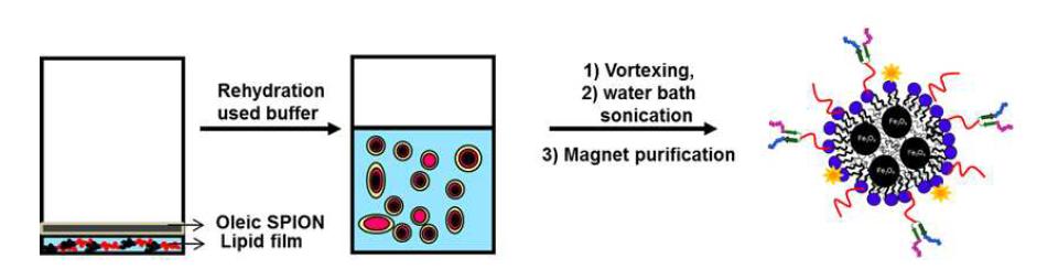 Rehydration방법을 통한 자성나노마이셀 합성 방법 모식도