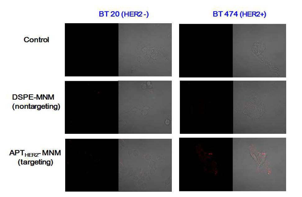 HER2 과발현 및 발현하지 않는 세포에서의 confocal 현미경 이미지.