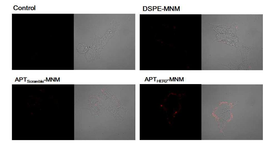 HER2 과발현하는 세포에서의 MNM의 confocal 현미경 이미지.