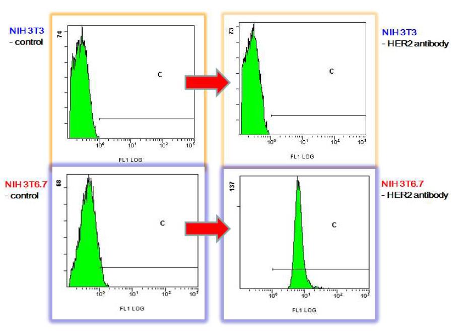 FACS 실험: NIH 3T3(HER-)와 NIH 3T6.7(HER2+) 세포에서 HER2 Antibody를이용한 binding을 실험결과