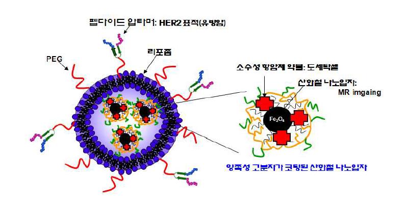 암제가선적된유방암표적지향펩타이드압타머가결합된자성나노리포좀