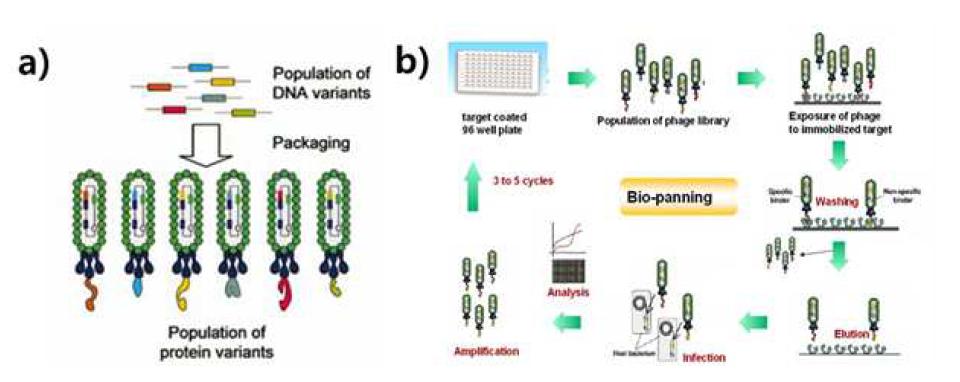 a) phage 라이브러리 b) Biopanning 개념도