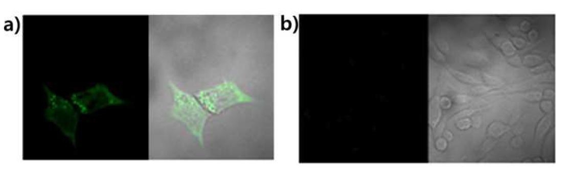 Confocal 이미지