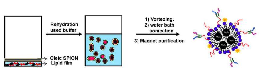 Rehydration방법을 통한 자성나노마이셀 합성 방법 모식도