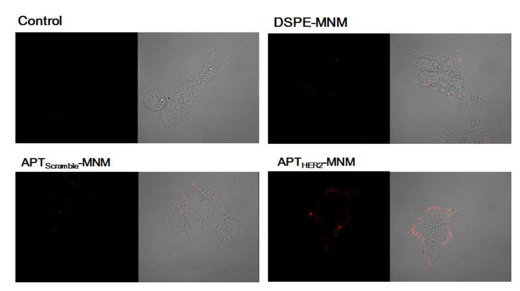 HER2 과발현하는 세포에서의 MNM의 confocal 현미경 이미지.
