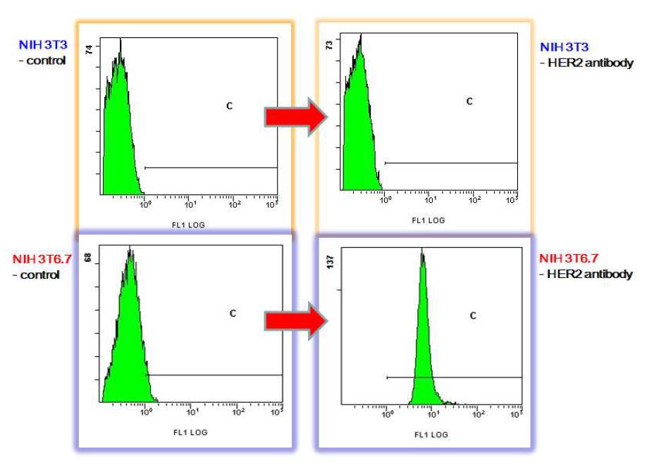 FACS 실험: NIH 3T3(HER-)와 NIH 3T6.7(HER2+) 세포에서 HER2Antibody를 이용한 binding을 실험결과